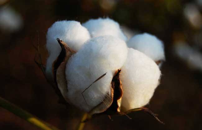 Why is combed cotton yarn softer than ordinary cotton yarn?
