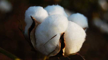 Why is combed cotton yarn softer than ordinary cotton yarn?